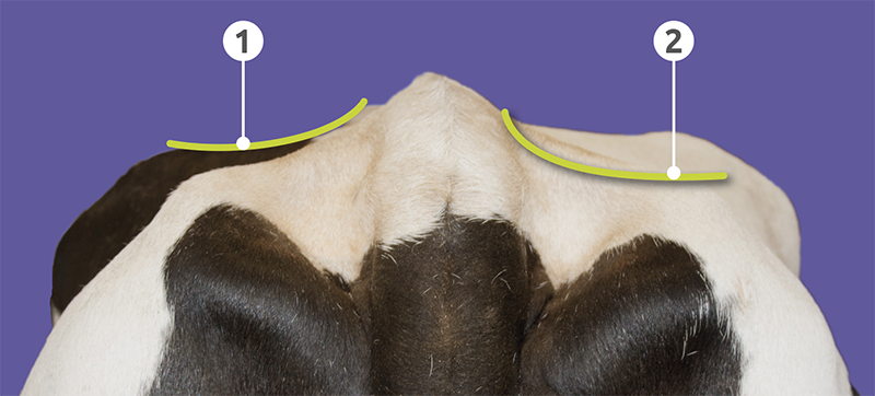 Rear view of a dairy cow highlighting the sacral and tailhead ligaments.